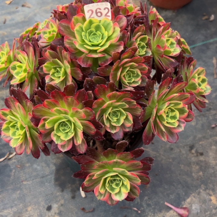 安娜262多肉法师一物一拍