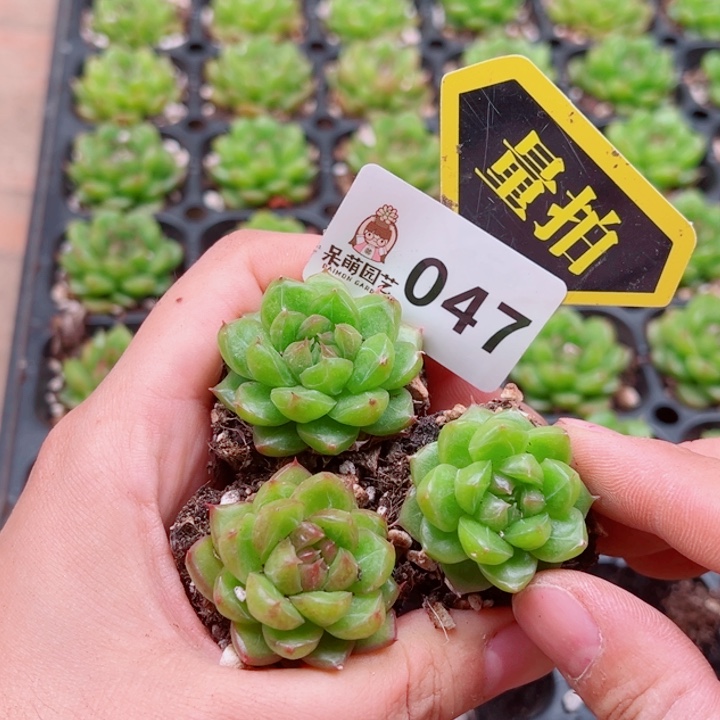 多肉植物多肉植物