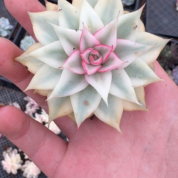 宽锦吉赛尔一物一拍