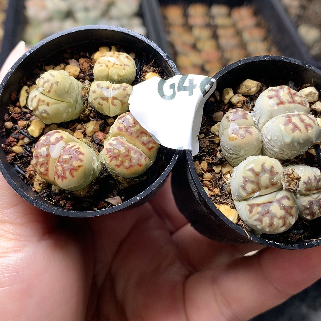 G46多肉植物保护研究所
