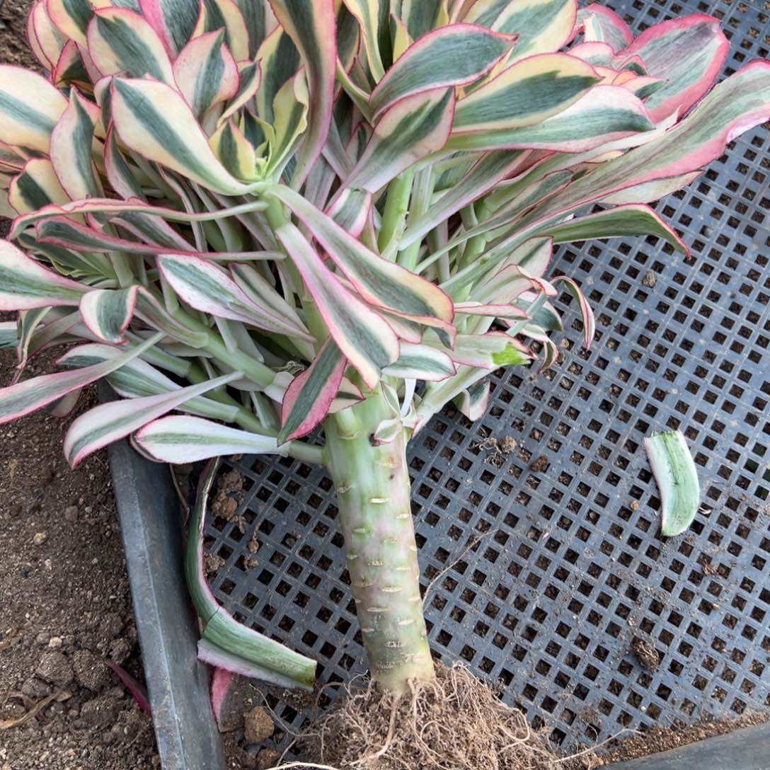 398魅影多肉多肉多肉