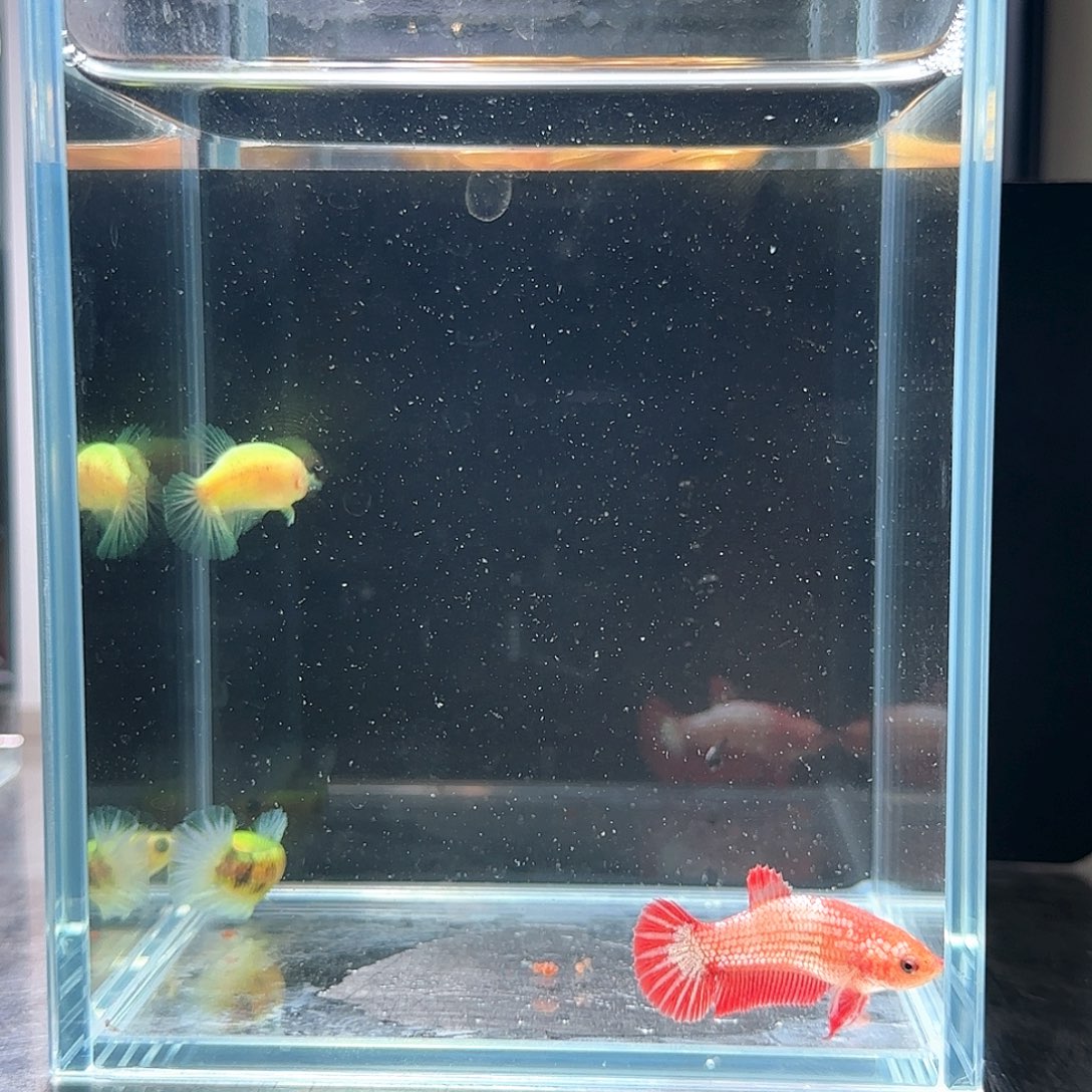 斗鱼活体观赏鱼好养耐活