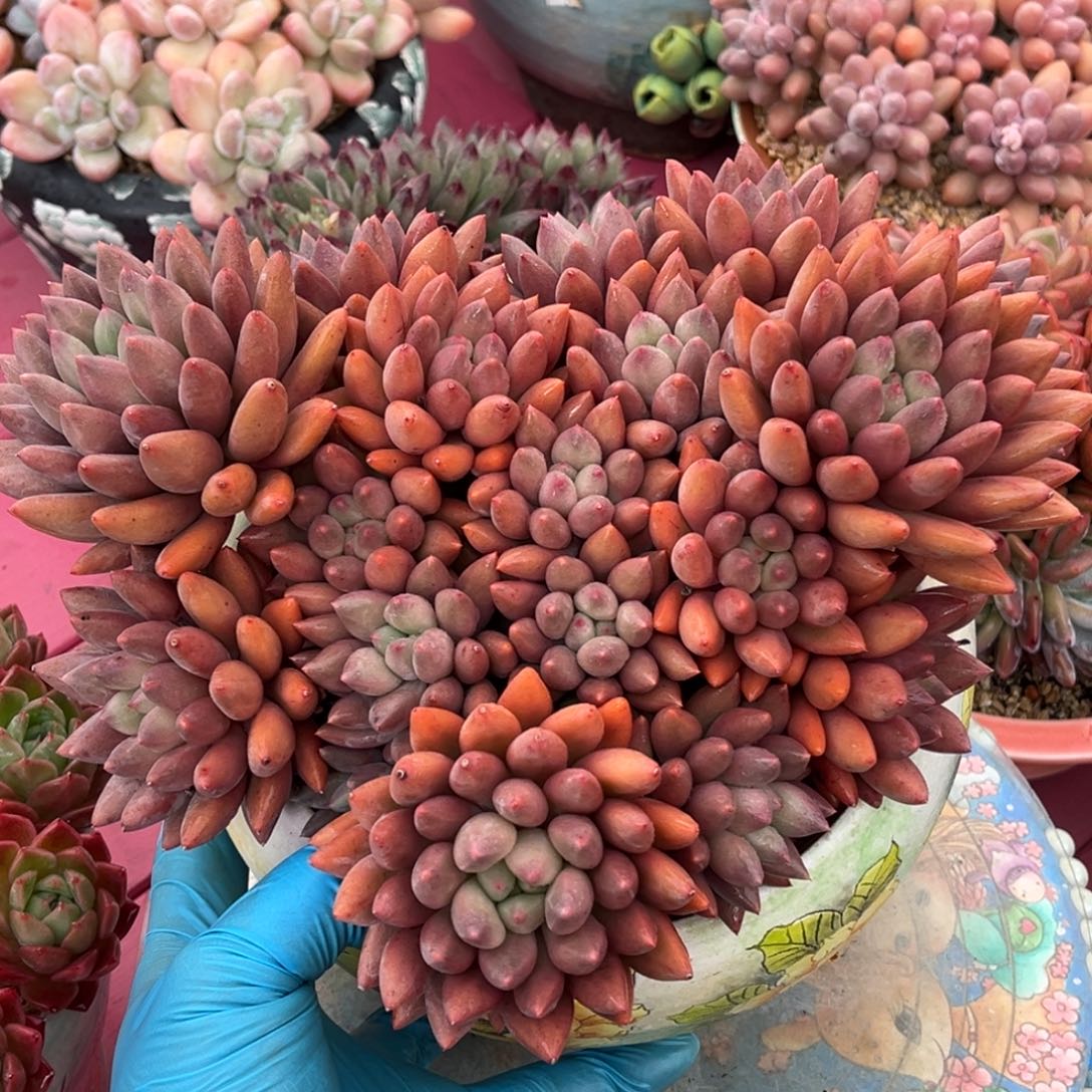 黄体红蜻蜓一物一拍