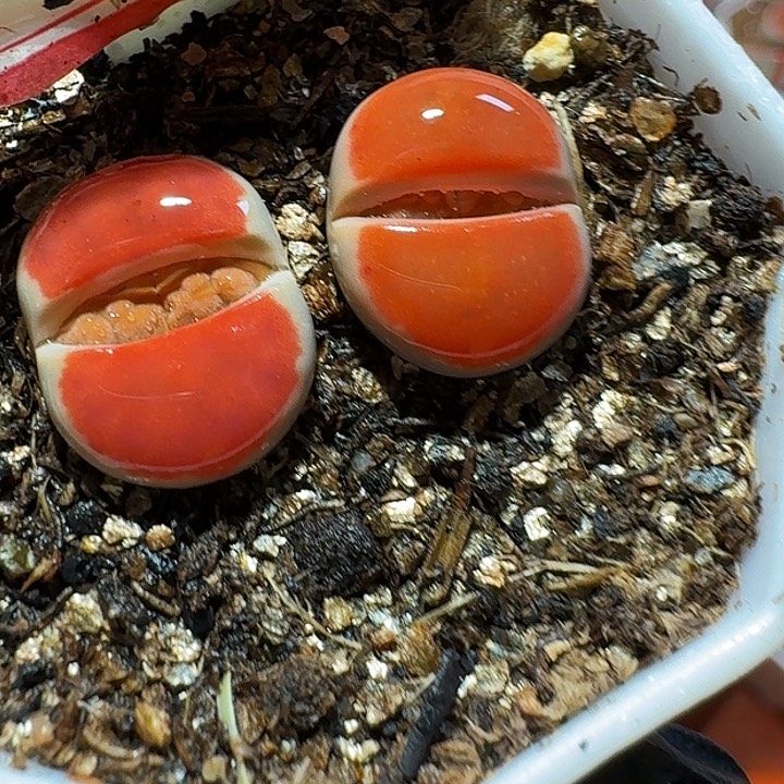 生石花233:：：。 15