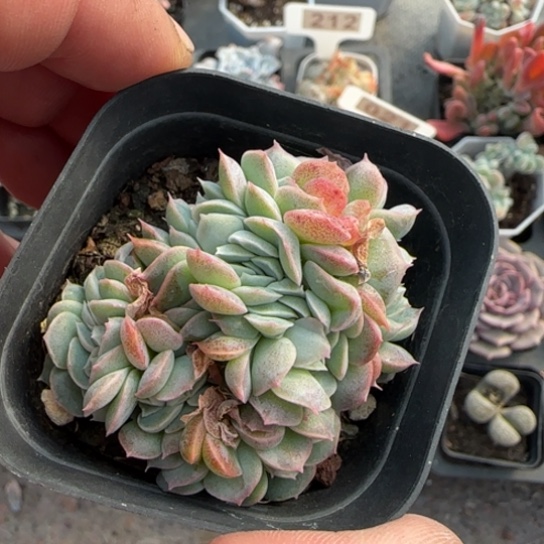 296桑切斯缀多肉植物多