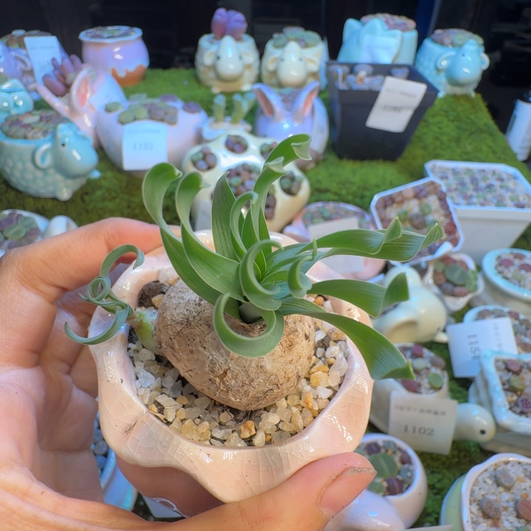 多肉植物福利冲1219