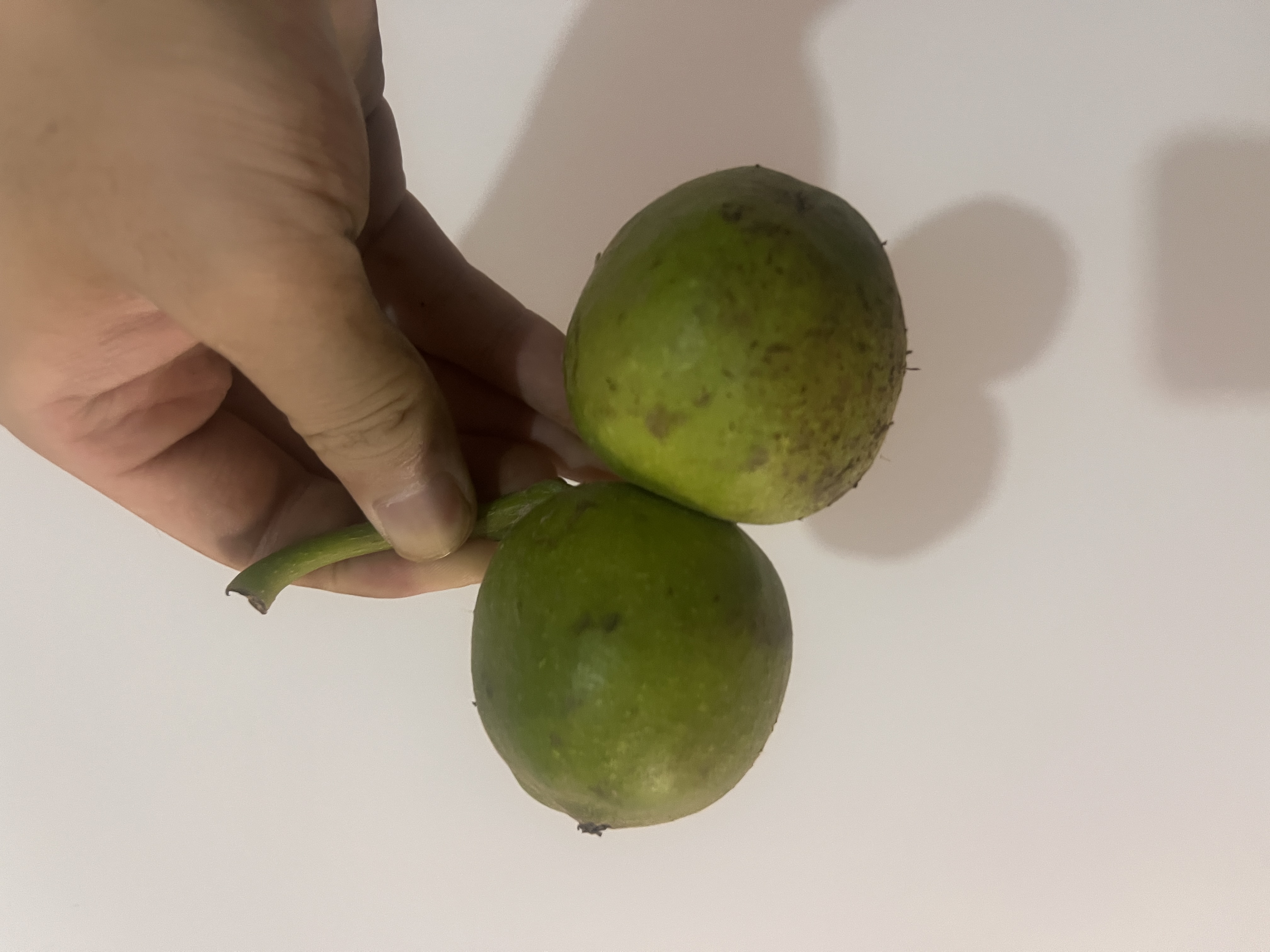 文玩核桃古蟾青皮（不退不换）