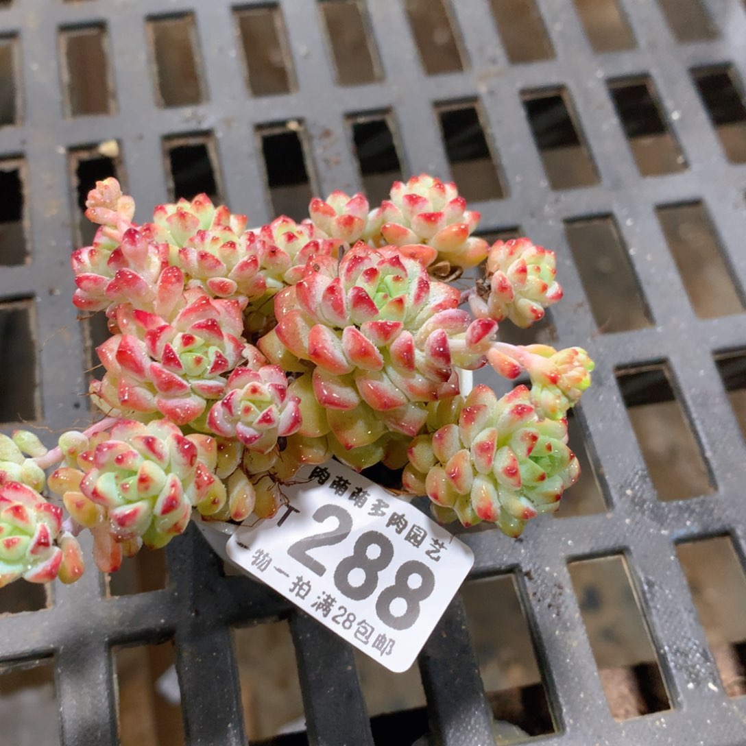 肉萌萌拇指盆精控多肉ZT288