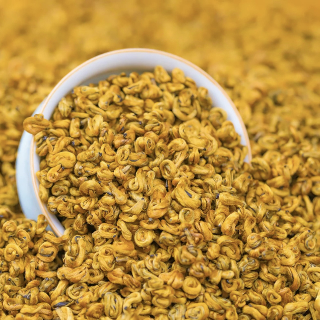 云南早春滇红《蜜香小奶螺》