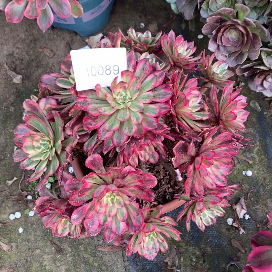 月蝉多肉10089号多