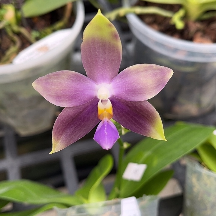 完全开放2.5寸杯蓝色珍妮佛交弥陀反射龙