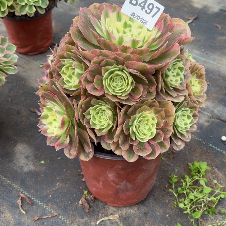 瑞妈，，。。。。497绿体。