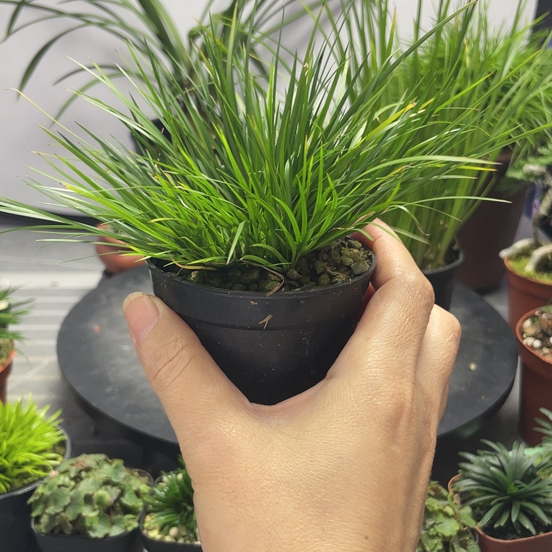 提***g无花朵菖蒲虎须8公分