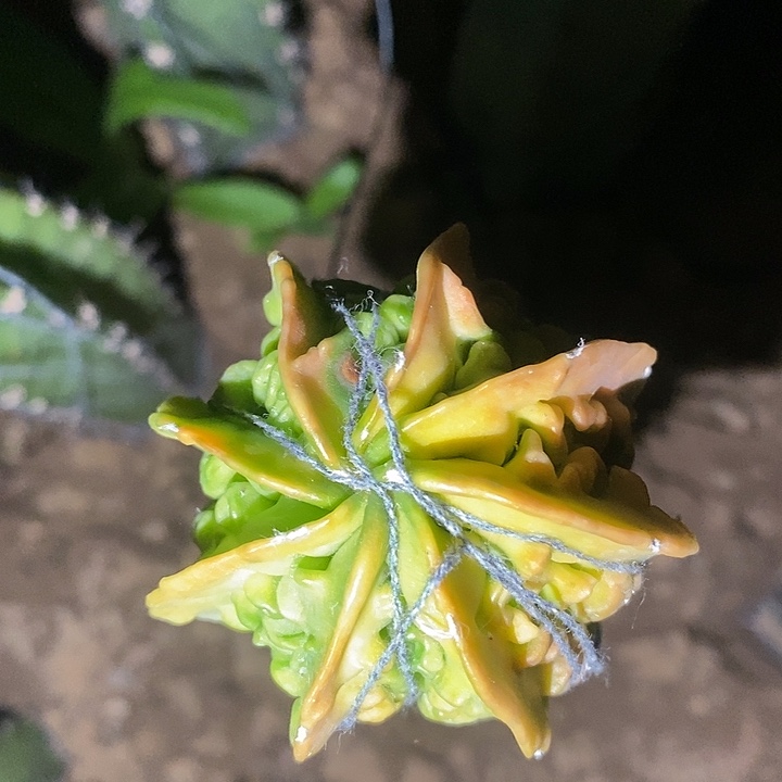 袖蒲接精选核桃锦
