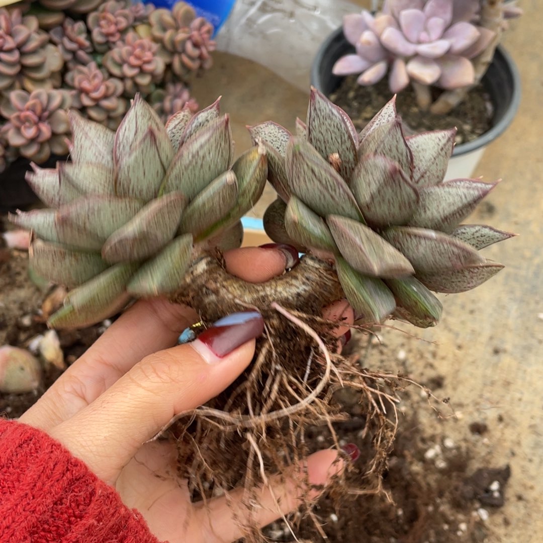 大和锦冠幅17 公分一物一拍