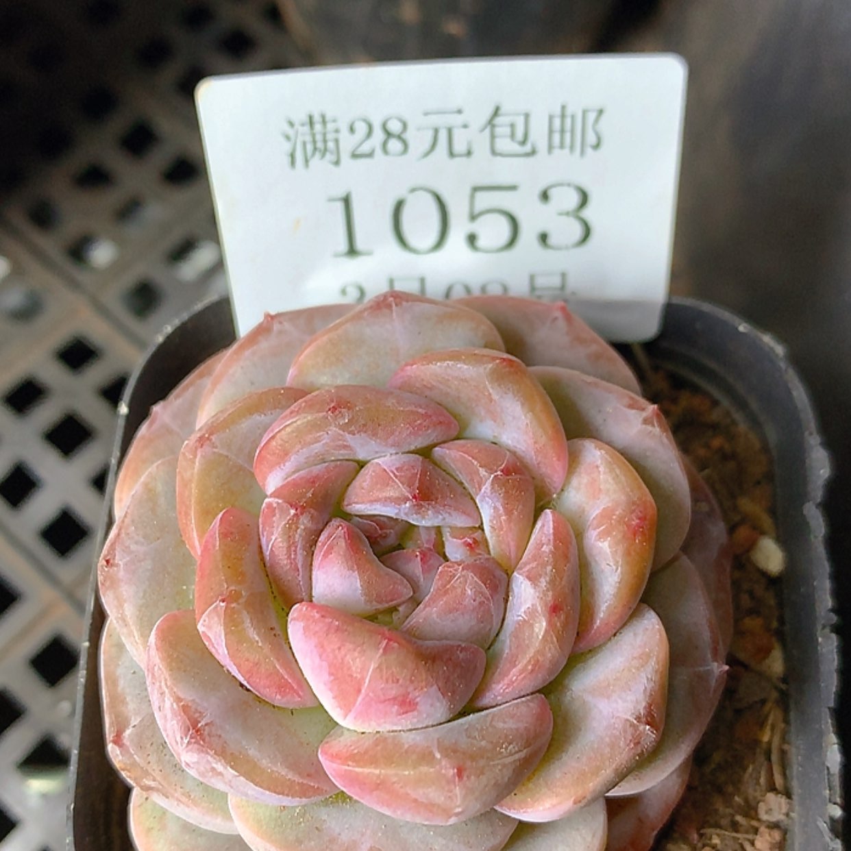 【闪购商品】云1053