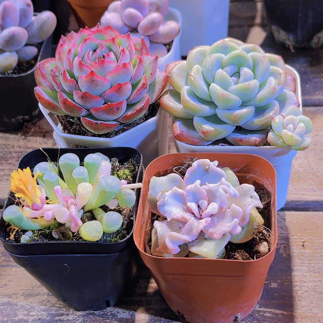 如图四盆111111111111