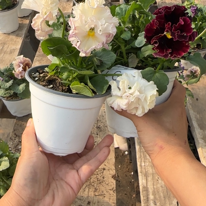 殇***1无花朵L615两棵一组小苗零下5勿拍