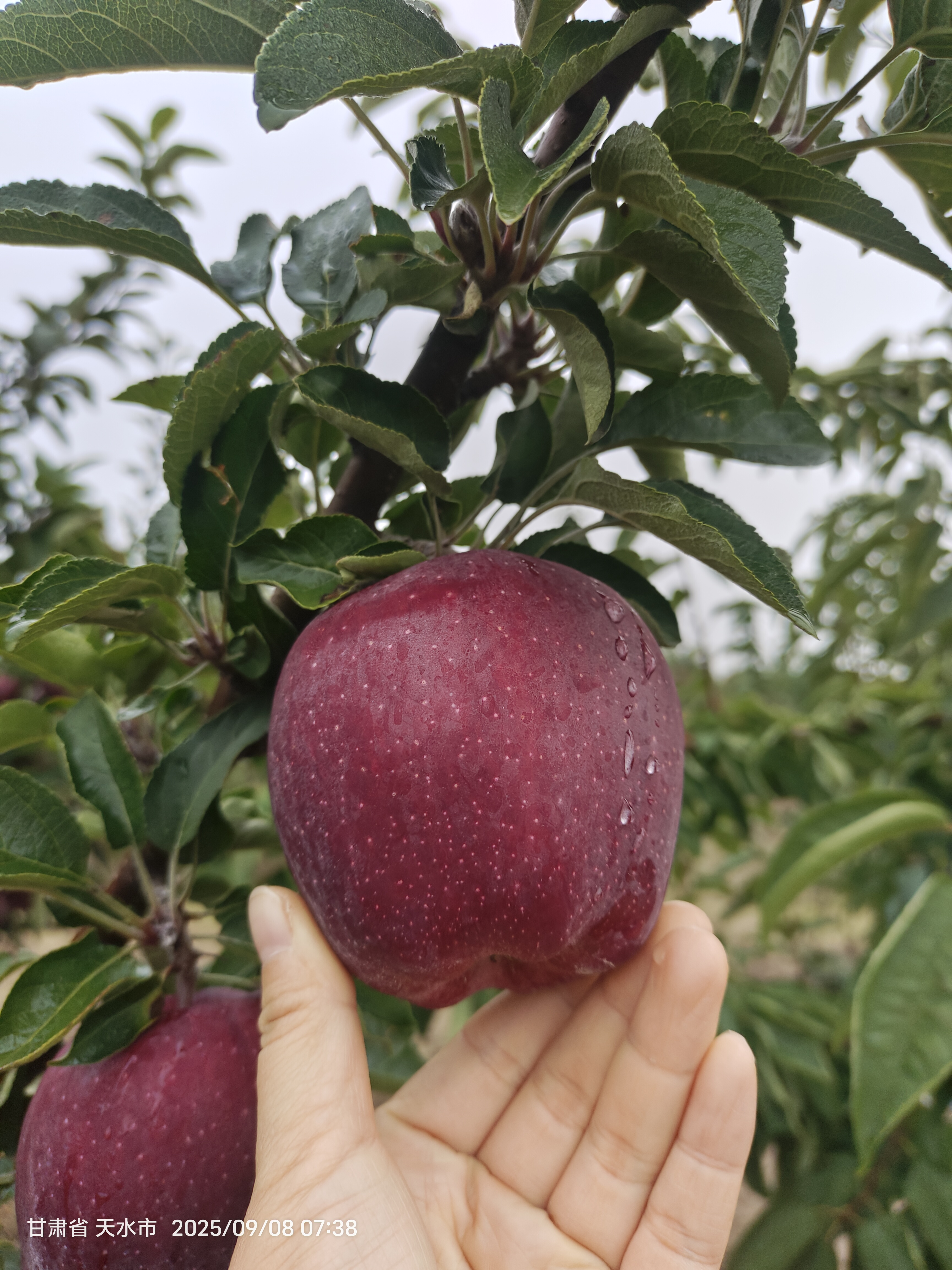 甘肃天水秦安花牛苹果当季新鲜水果脆粉两吃红蛇果