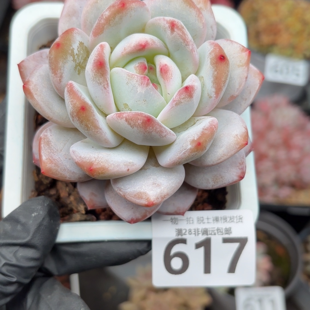 橙梦露单头无盆土发货