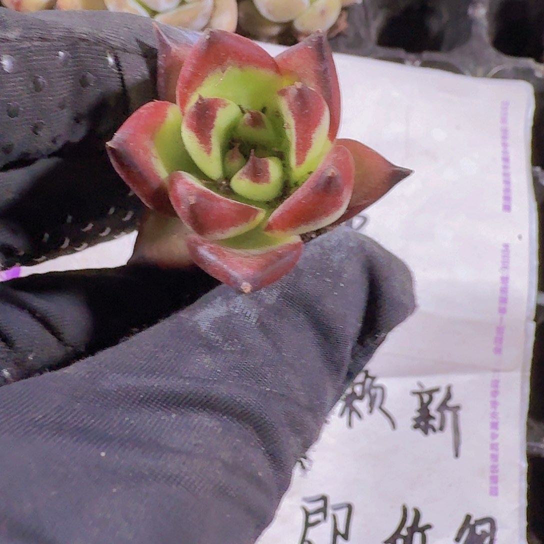 精品红檀两米三颗