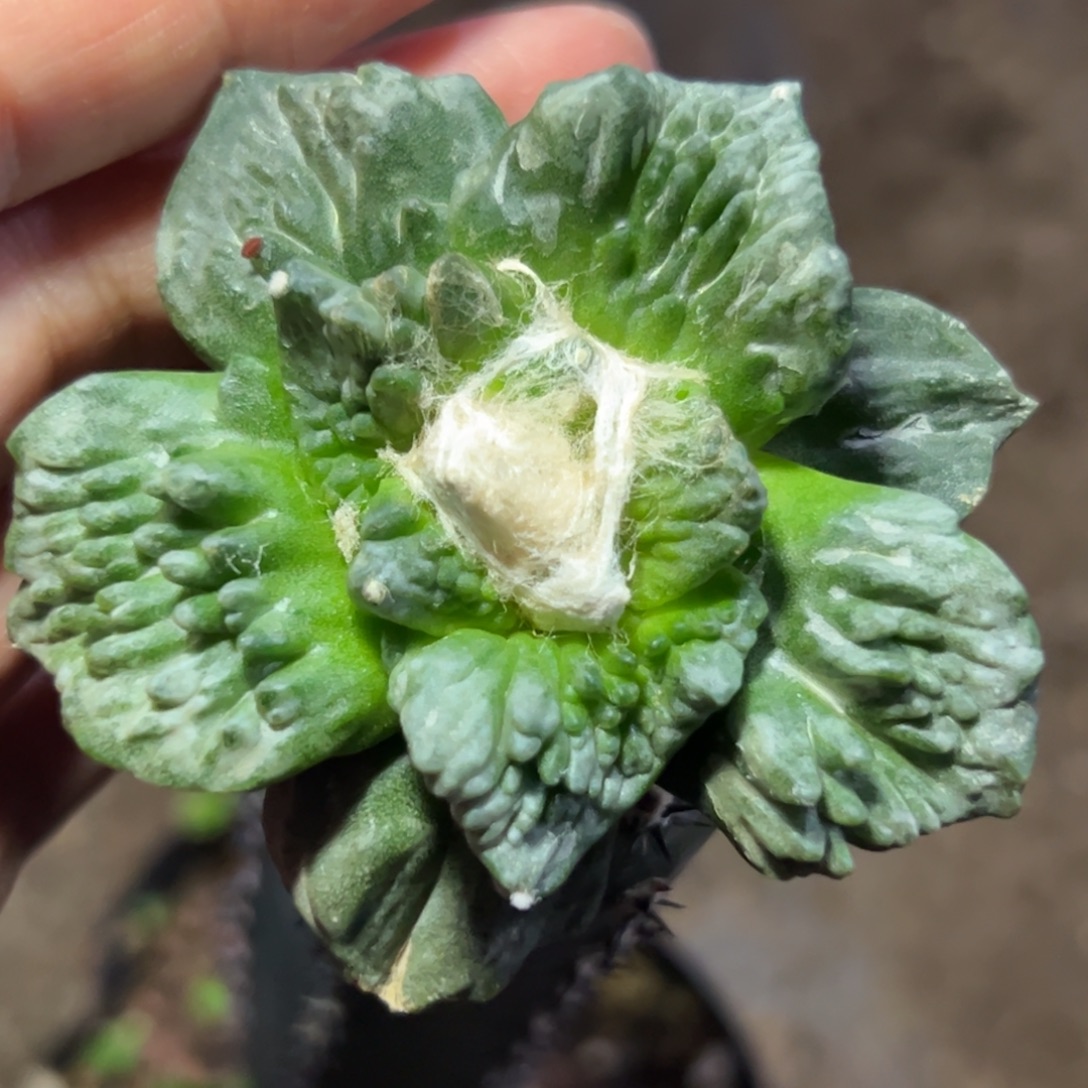 126 仙人球的比赛将于