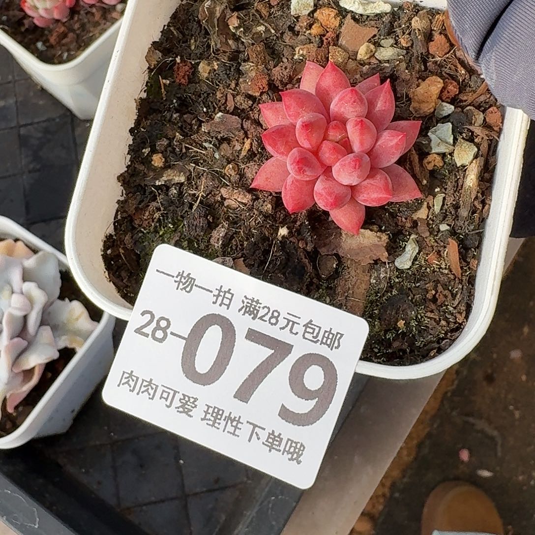 金鱼姬无盆无发货