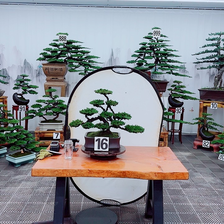 无花朵松柏盆景一物一拍