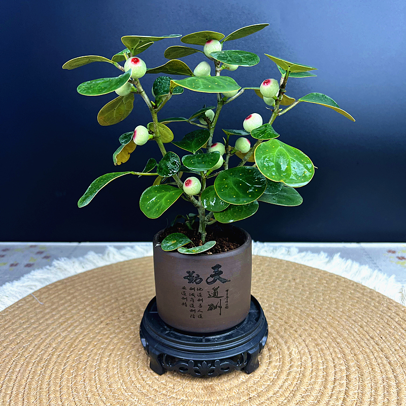 【带果 小盼菩提盆栽】精品禅意植物室内绿植客厅摆件好养