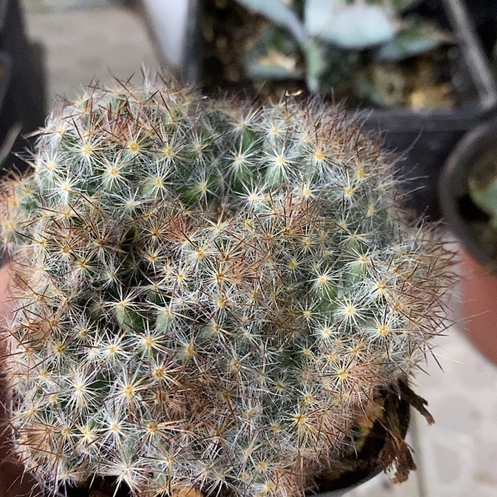 完美主义者勿拍松霞122744