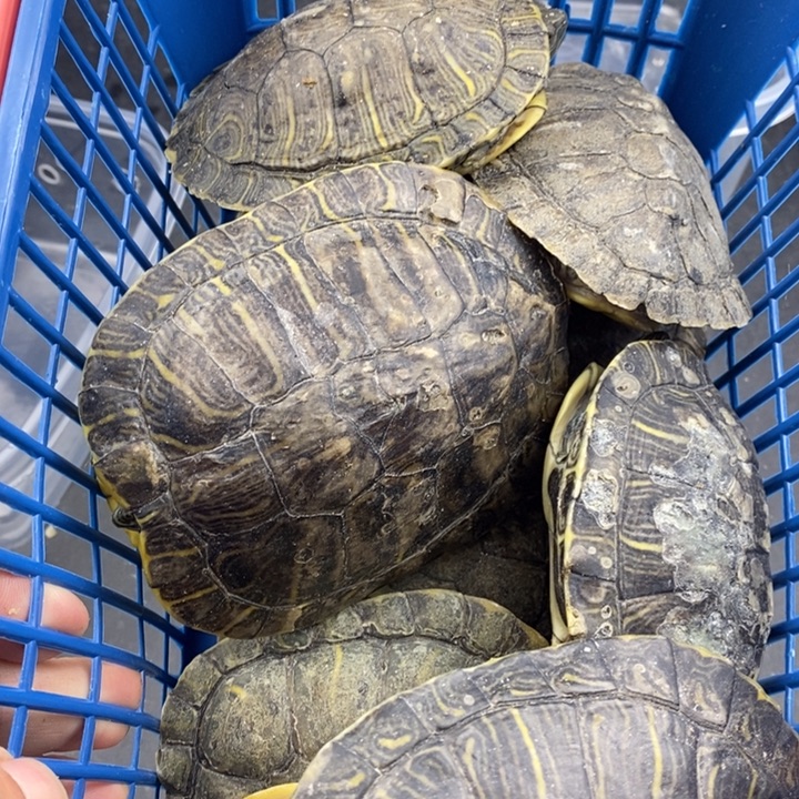 巴西彩龟母66666666