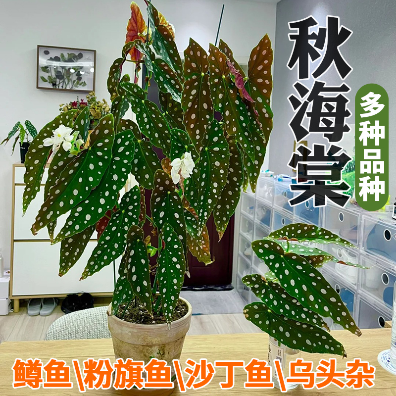 秋海棠室内绿植盆栽花卉观叶彩叶芋网红沙丁鱼秋海棠热带雨林花卉