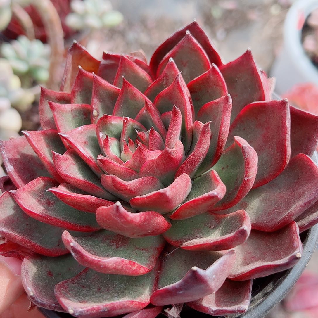 野马冬云大单头精品特价