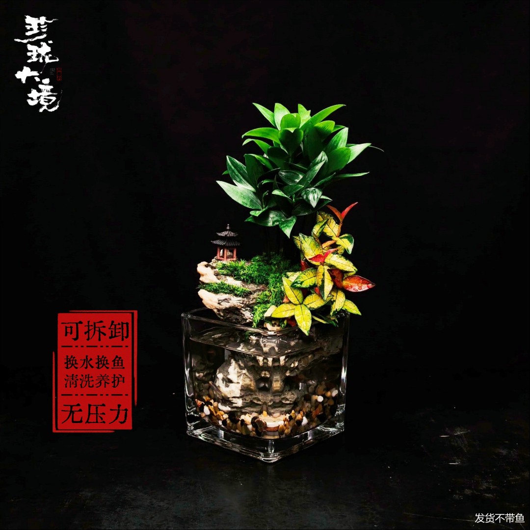 [登高a]竹柏可拆洗创意绿植室内桌面国风禅意摆件鱼缸10*10*10cm