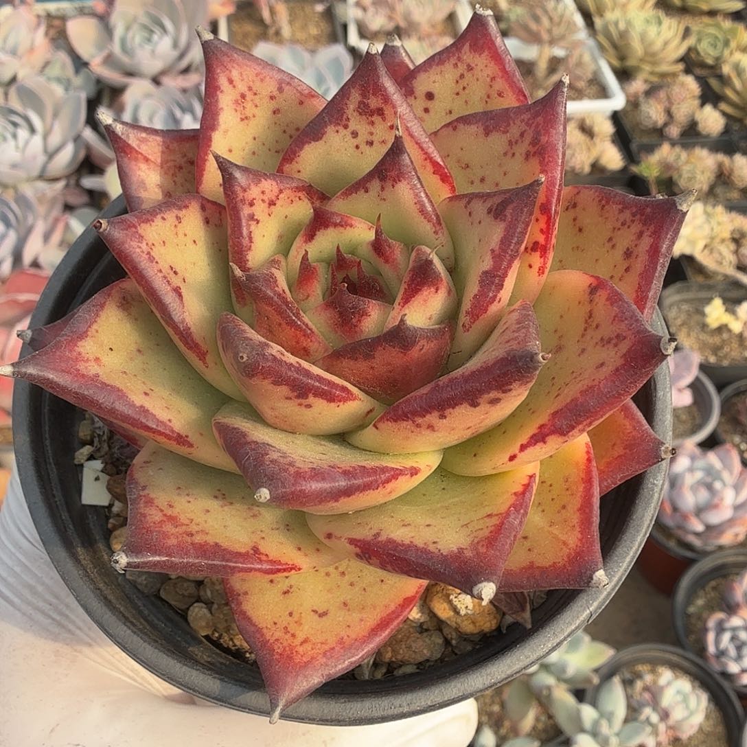 425十公分乌木满20包邮