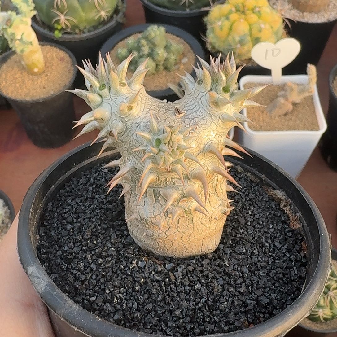 惠比大黑仙人球12345