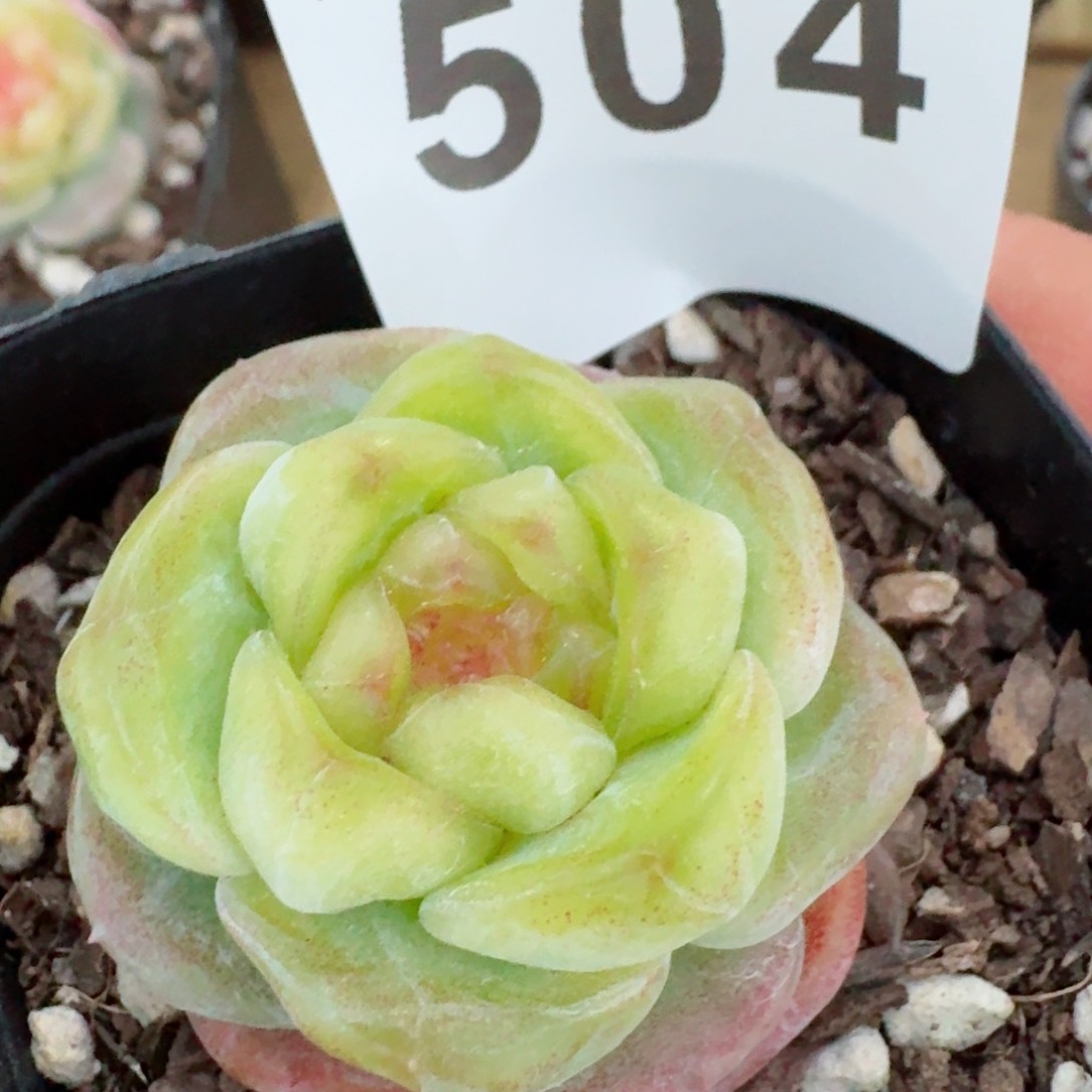 绿豆糕         精品多肉