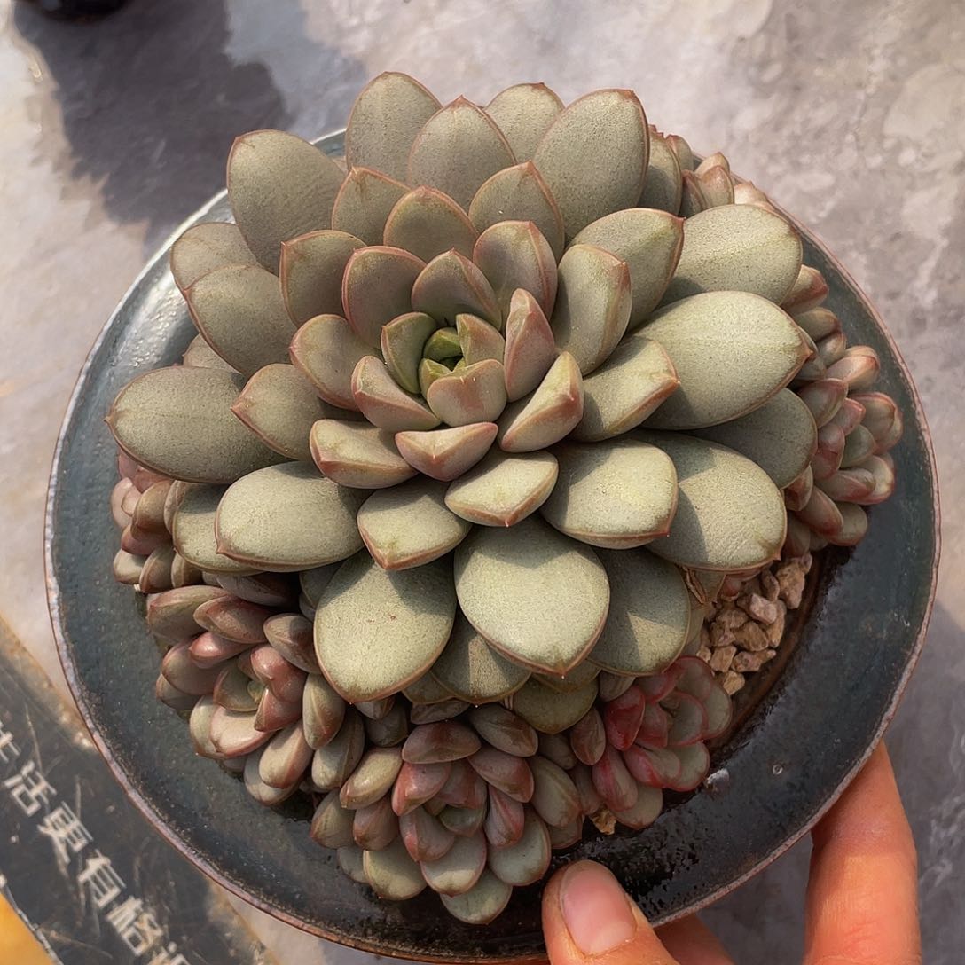 葡萄多肉多肉多肉