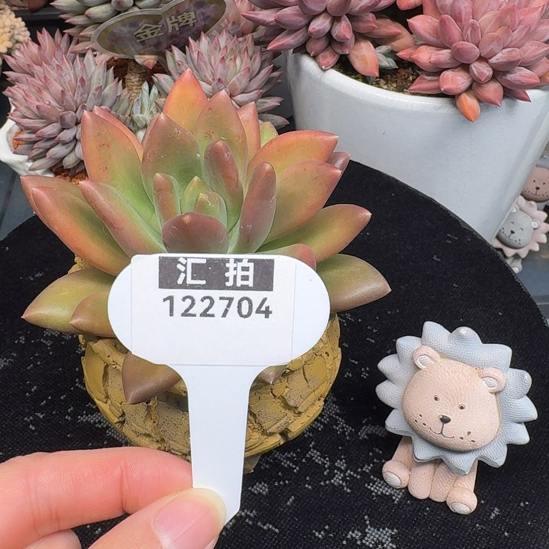 精品多肉植物122704