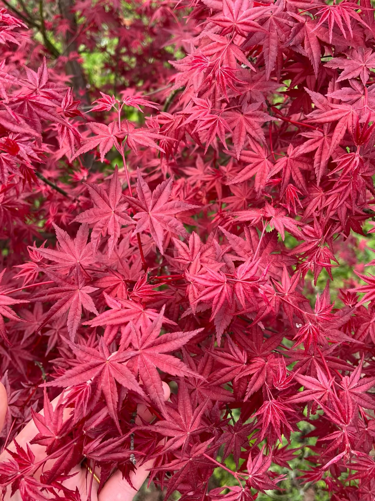 日本出猩猩红枫适合盆栽地栽