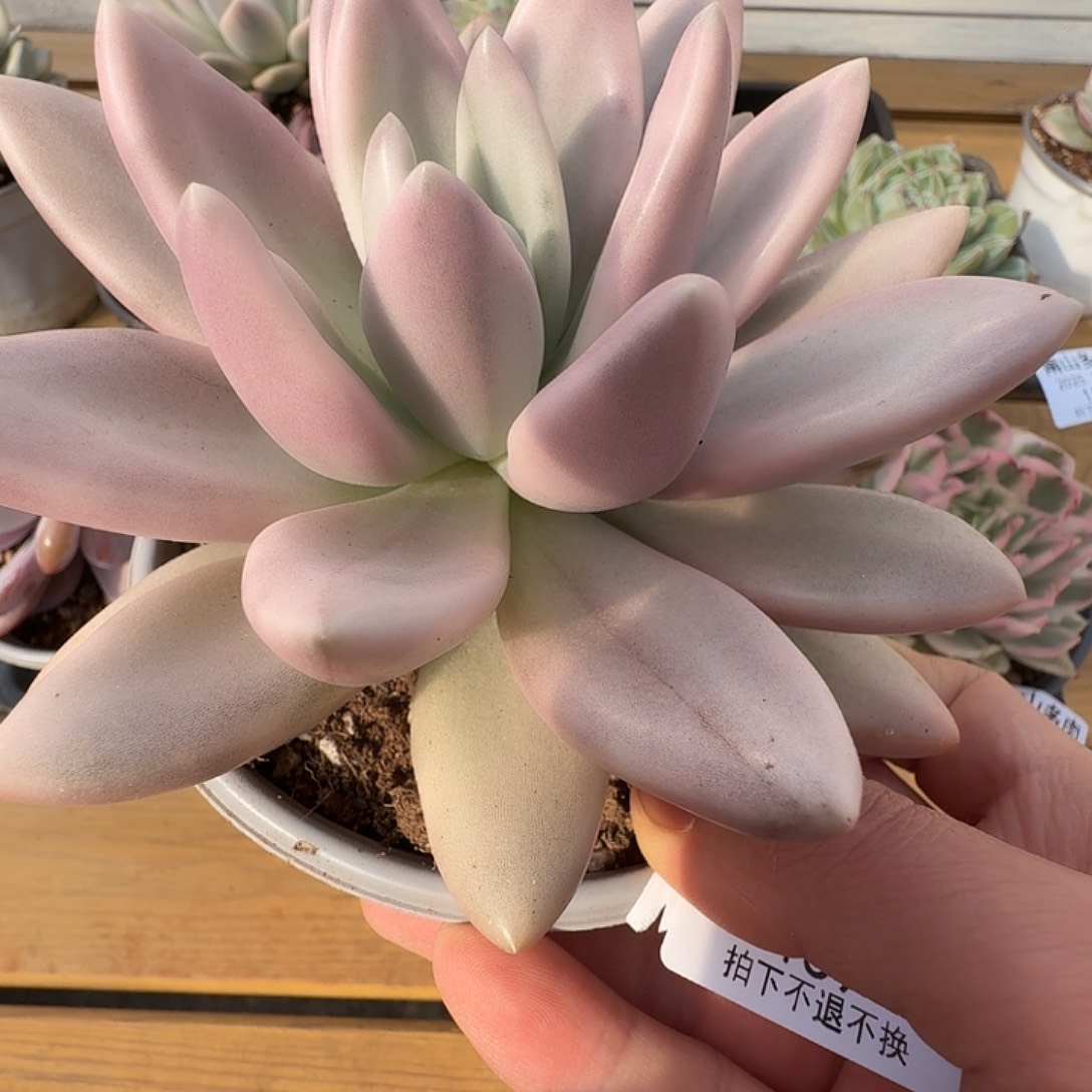 桃花源锦1111124-159