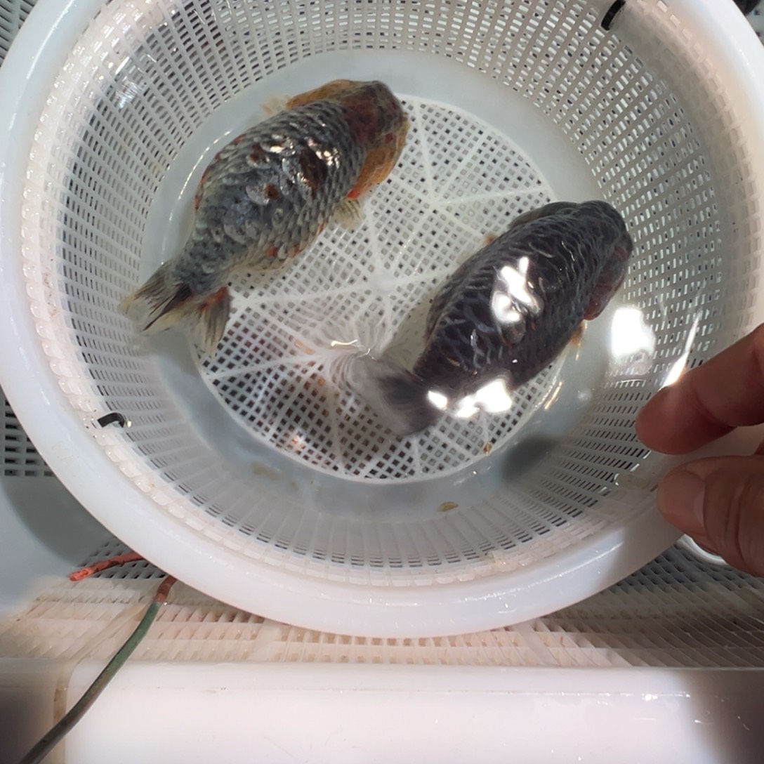 絮***语金鱼潘氏金鱼兰寿金鱼