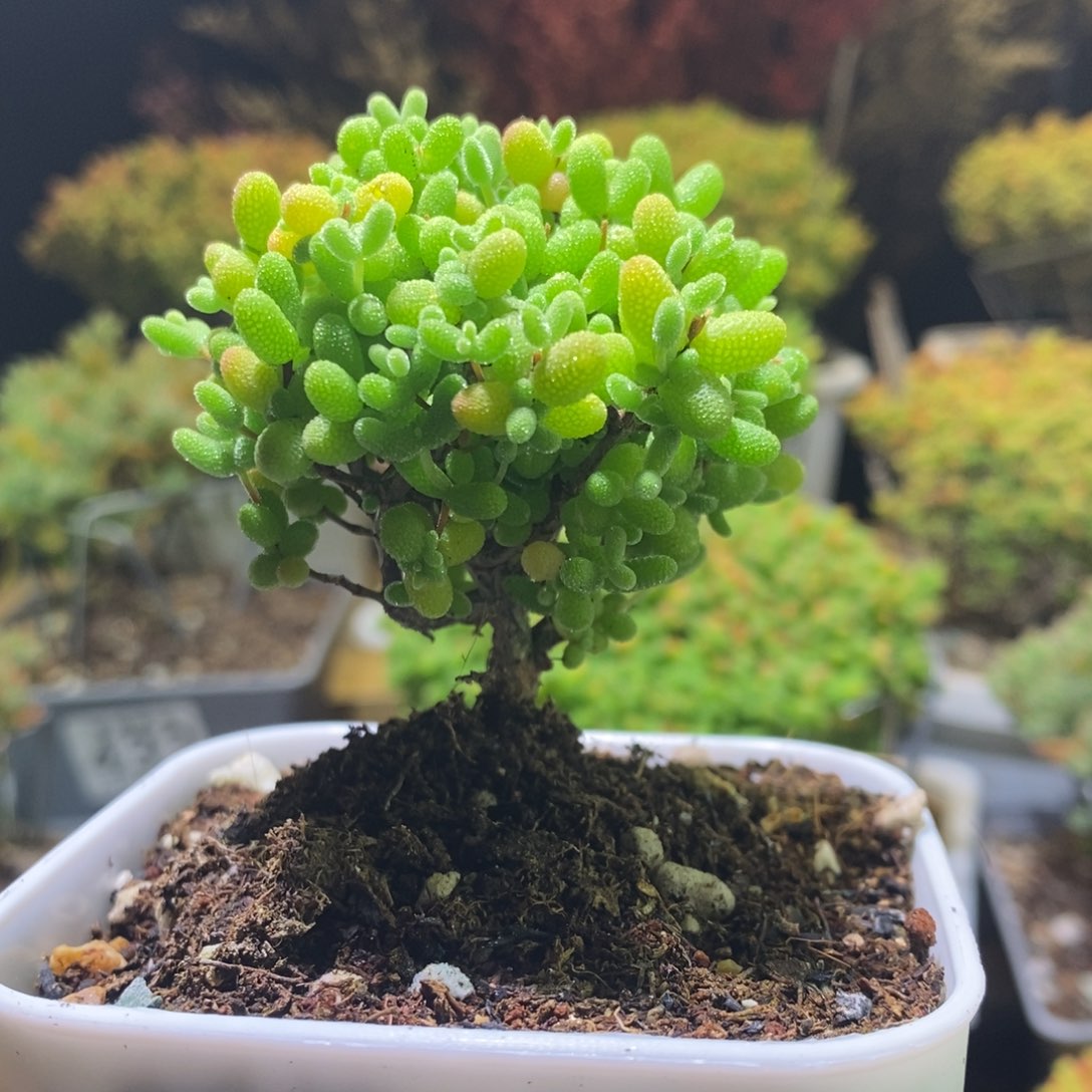 金桔枝干棒棒糖565