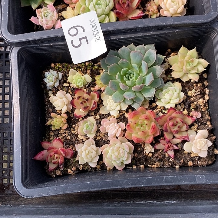 老***庄65 多肉植物盆栽花卉