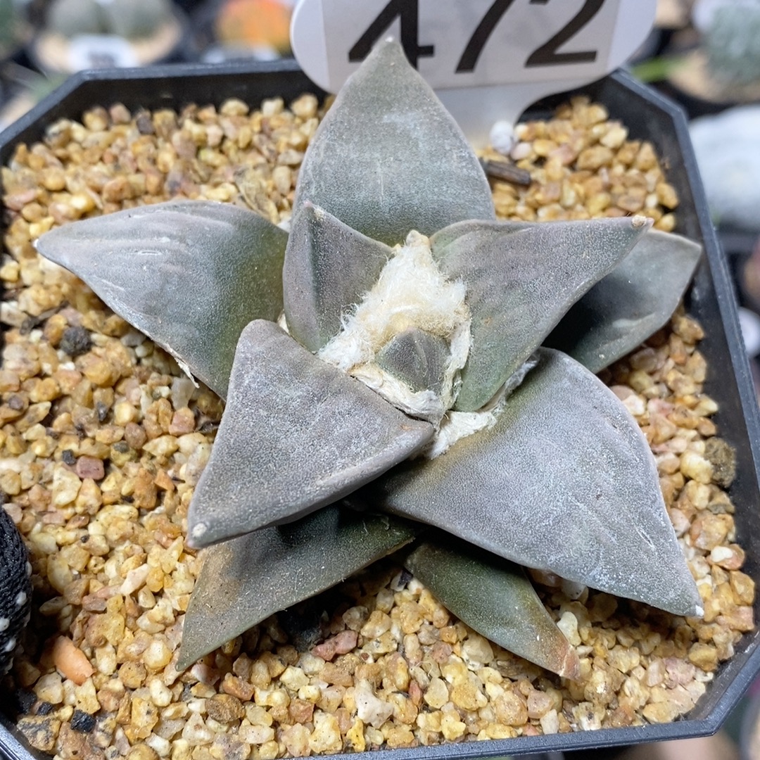 472号实生岩牡丹9cm