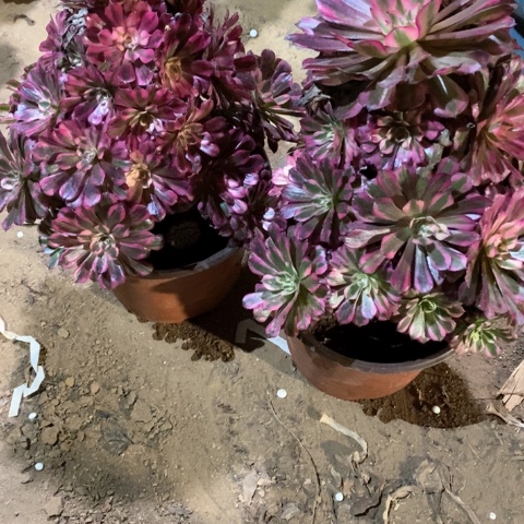 用***0168两颗红铜超白法师多肉植物
