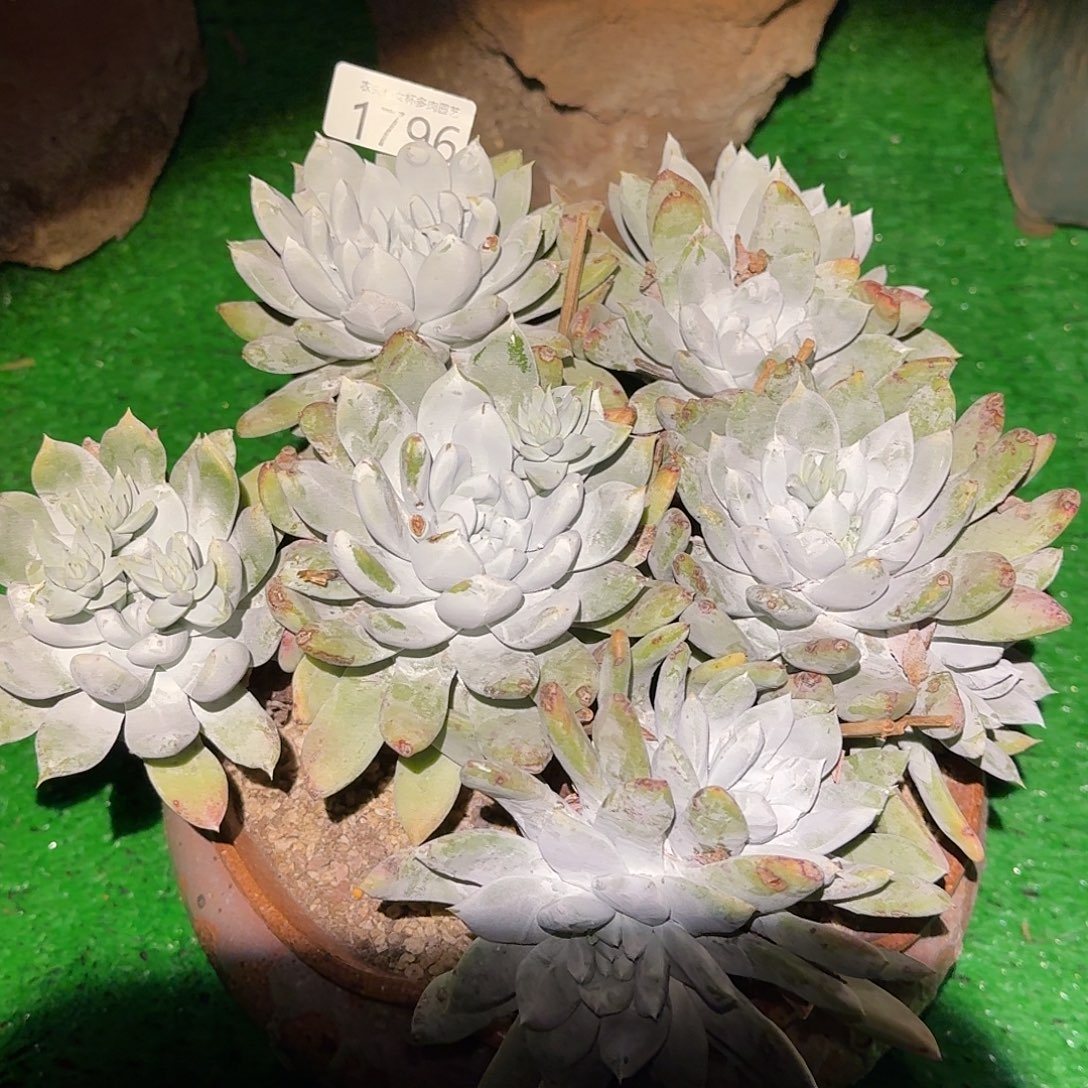 汤***师阿金尼仙女杯多肉福利