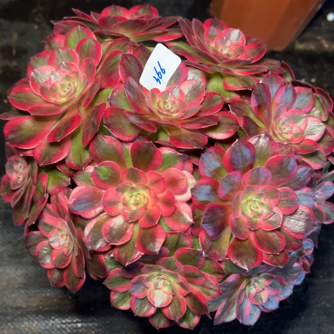 366云荷多肉治抑郁