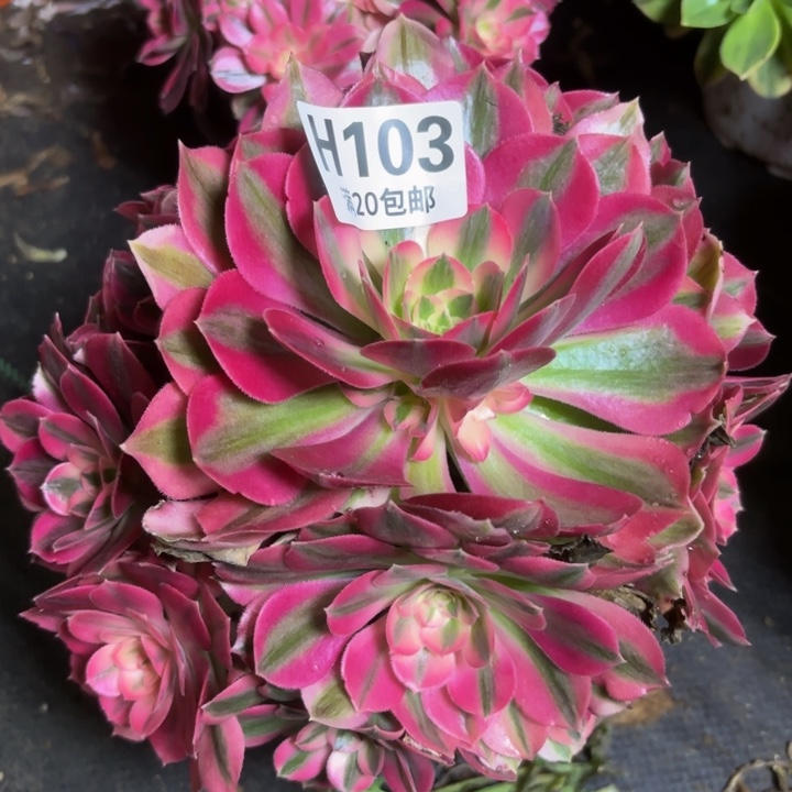 青*瑞妈一物一拍103