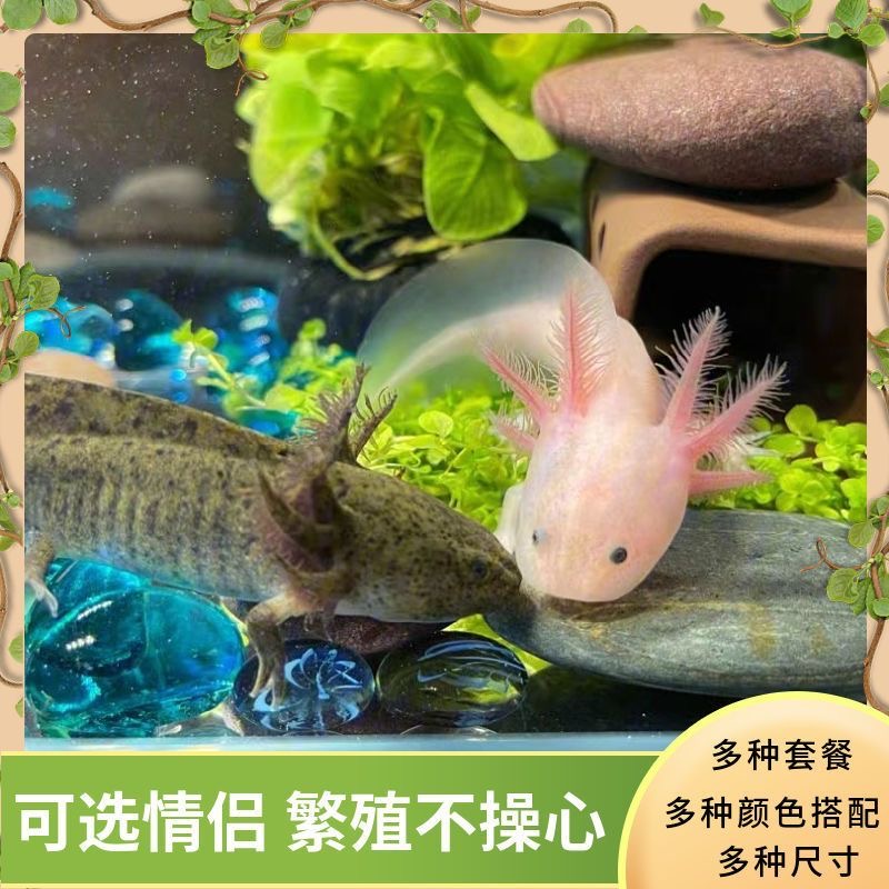 鱼苗观赏冷水淡水好养易活新手入门耐活蝾螈六角热带蝴蝶鲤